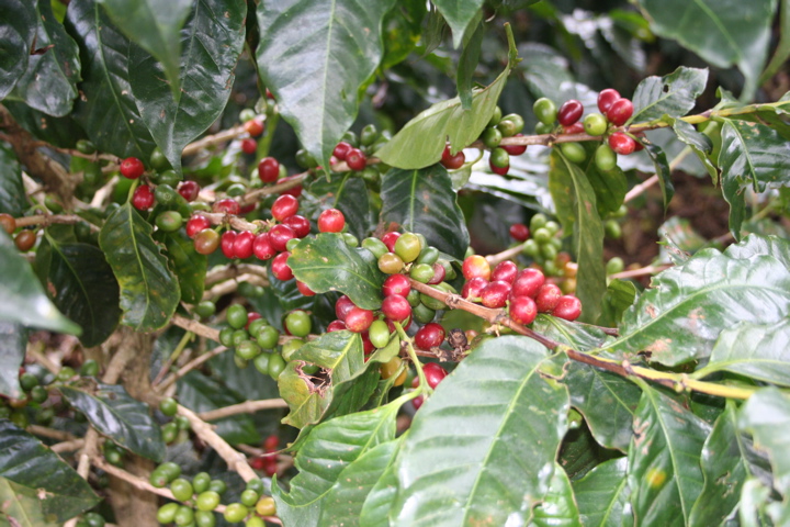 Cafe Britt Coffee Plantation - 6