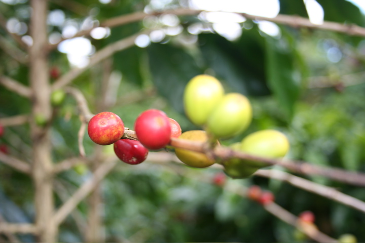 Cafe Britt Coffee Plantation - 5