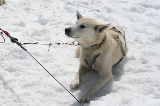 Glacier Dog Sled - 37