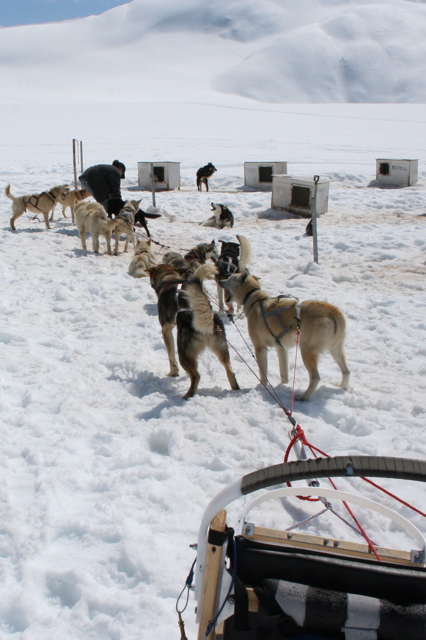 Glacier Dog Sled - 44