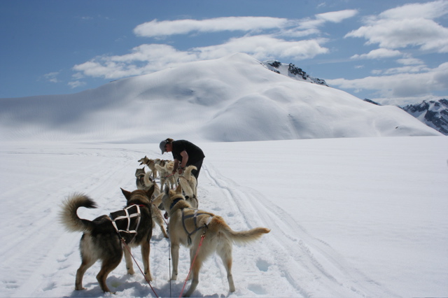 Glacier Dog Sled - 47