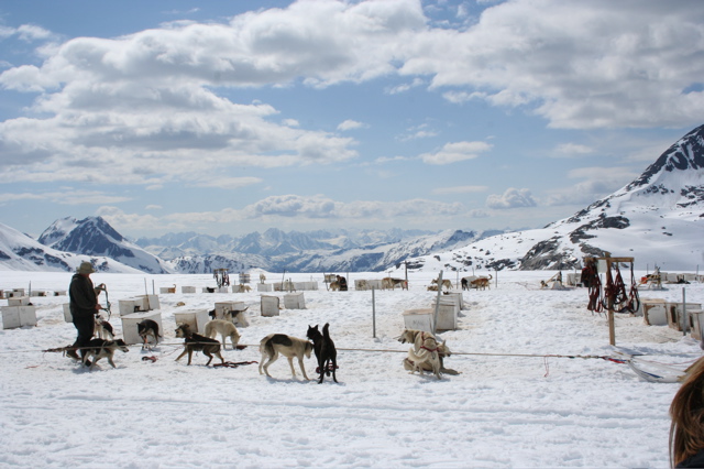 Glacier Dog Sled - 60