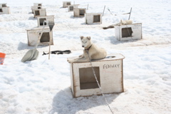 Glacier Dog Sled - 34