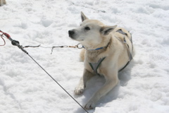 Glacier Dog Sled - 37