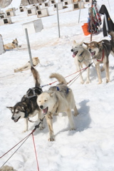 Glacier Dog Sled - 41