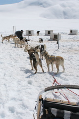 Glacier Dog Sled - 44