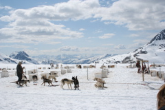 Glacier Dog Sled - 60